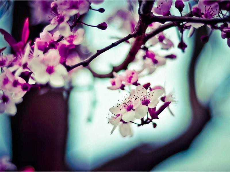 KoloTorTifen Puerto Plata 2